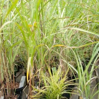 Elephant Grass